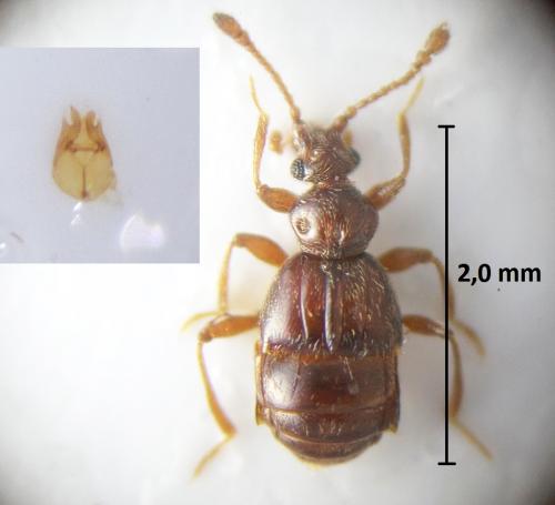 Réf. 204 922 : Brachygluta fossulata